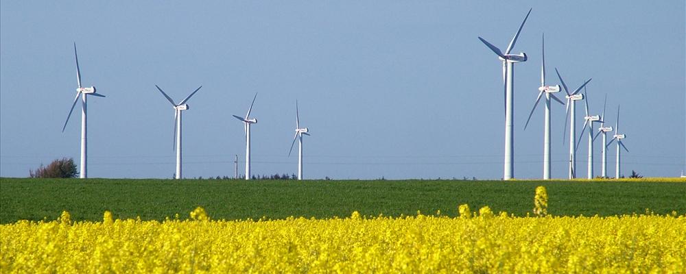 Rapeseed and Windmills